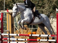 jumper equitation horse for sale or lease. .65m with adult amateur 
