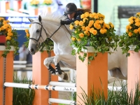 jumper or equitation horse for sale or lease. 1.10m at SIHS 2021