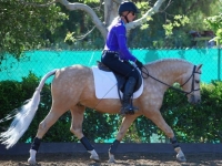 Bridlewood Paparazzi