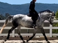 jumper, equitation prospect for sale