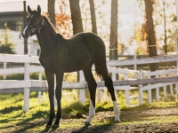 Yearling by Cupid II 
