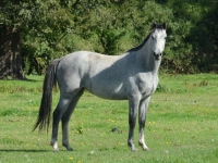 Freeman VDL out of 145cm mare