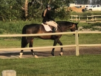 Linton at first horse show