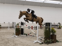 Kalista, 6yo Belgian Warmblood mare, schooling 1.35m