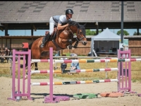 Westminster's Captain, 2012 SF gelding, 16h, experience to 1.40m