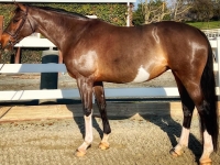3 ring horse for sale