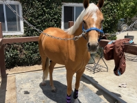 Medium pony for sale