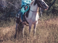 Solei in CA during a cattle gathering