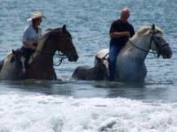 Solei as a foal on the far left, in the ocean