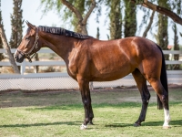 p2sporthorses-80.jpg