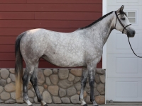 Top hunter type broodmare displays beauty and ability top bloodlines for championship hunters with scope for jumper production
