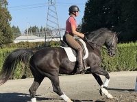 Canter Work