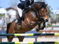 Competitive and super fun jumper for sale.