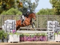 Trulli Belle Show 