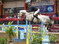 Derrycastle Sensation ( Cevin Z x Lux Z x Cavalier Royale) bred here 