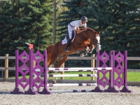 North Star VDH 2018 KWPN Stallion