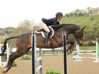 ramsay_equine_horses-35_copy.png