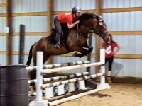 star-right-hind-sock-horse.jpeg