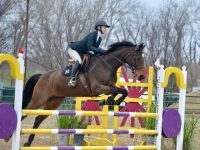 Delphina DF - 1.10m Jumper for Sale