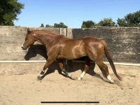 Trot