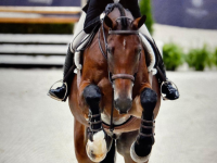 ramsay_equine_horses-37.png