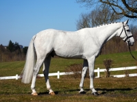Conrad