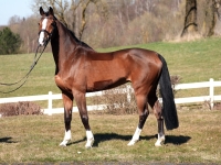Lakota