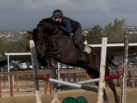 ramsay_equine_horses-37.png