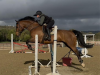 ramsay_equine_horses-37.png