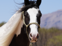 shelby_thumbnail.png