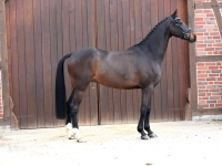 Balino