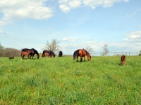 mares-foals-on-pasture.jpg