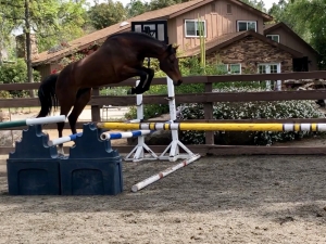 rosie free jump rosie free jump