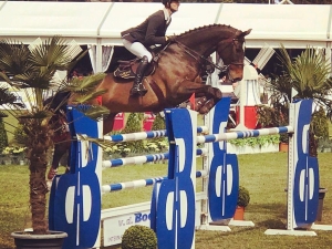 Grand prix horse camelot Grand prix horse camelot