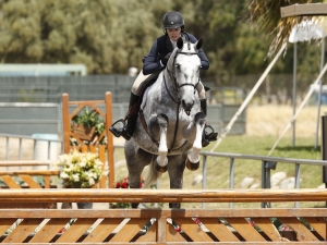 Revelation 3' USHJA Hunter Revelation 3' USHJA Hunter