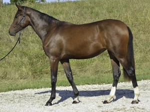 KWPN-NA Premium Foal Ottumwa M