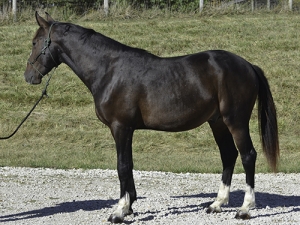 KWPN colt Nicarto M KWPN colt Nicarto M