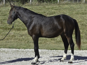 KWPN colt Nicarto M