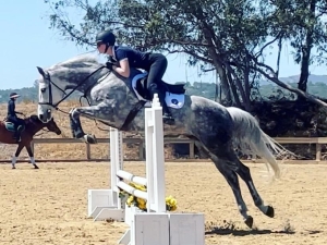 Lotus schooling at the Sonoma Horse Park