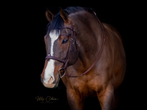 Lupi head shot Lupi head shot
