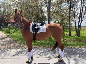 Shiraz tack Shiraz tack
