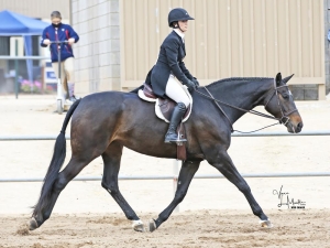 Captivated trot Captivated trot