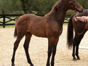 Cee-Horse 2021 Inspection Cee-Horse 2021 Inspection