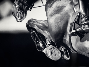Horse Jumping Horse Jumping