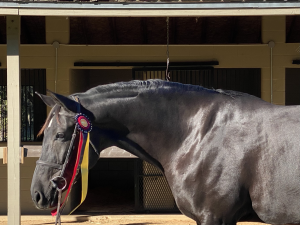 V Champion in the 3' winning all over fences and under saddle V Champion in the 3' winning all over fences and under saddle