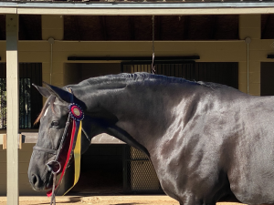 V Champion in the 3'  winning all over fences and under saddle