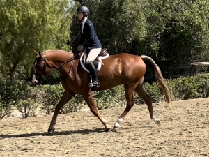 Sachi trot Sachi trot