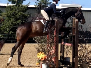 Cruise Equitation 