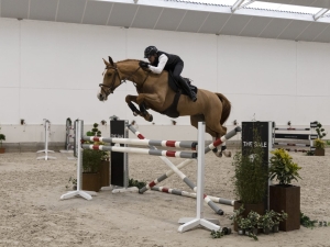 Kalista, 6yo Belgian Warmblood mare, schooling 1.35m