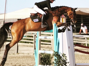 grand prix jumper Cebra